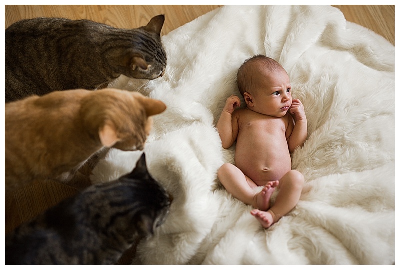 Baby with Cats ©BARNETT PHOTOGRAPHY